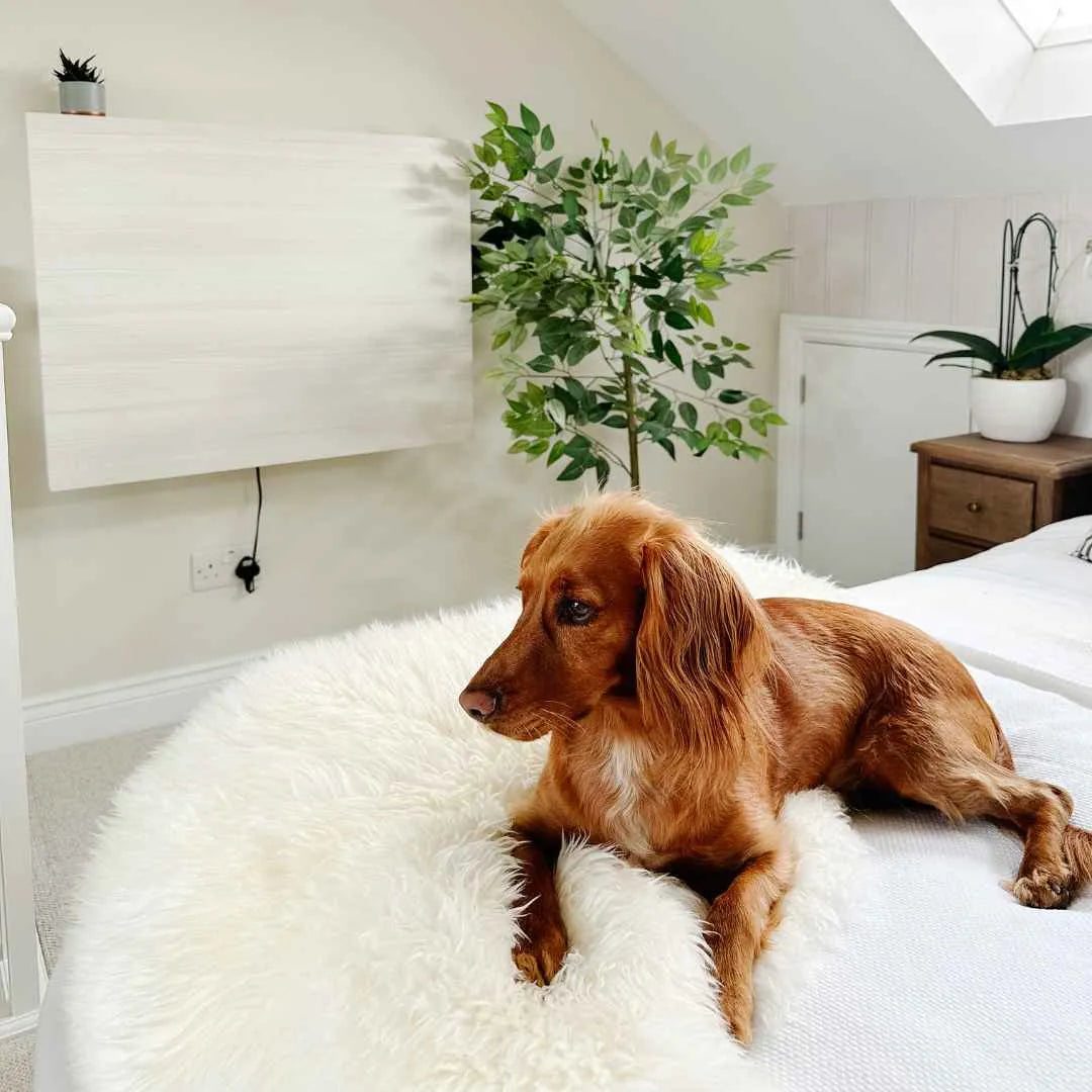 Spaniel lying on a bed below a closed wood-grain DropTop Single 34 Light.