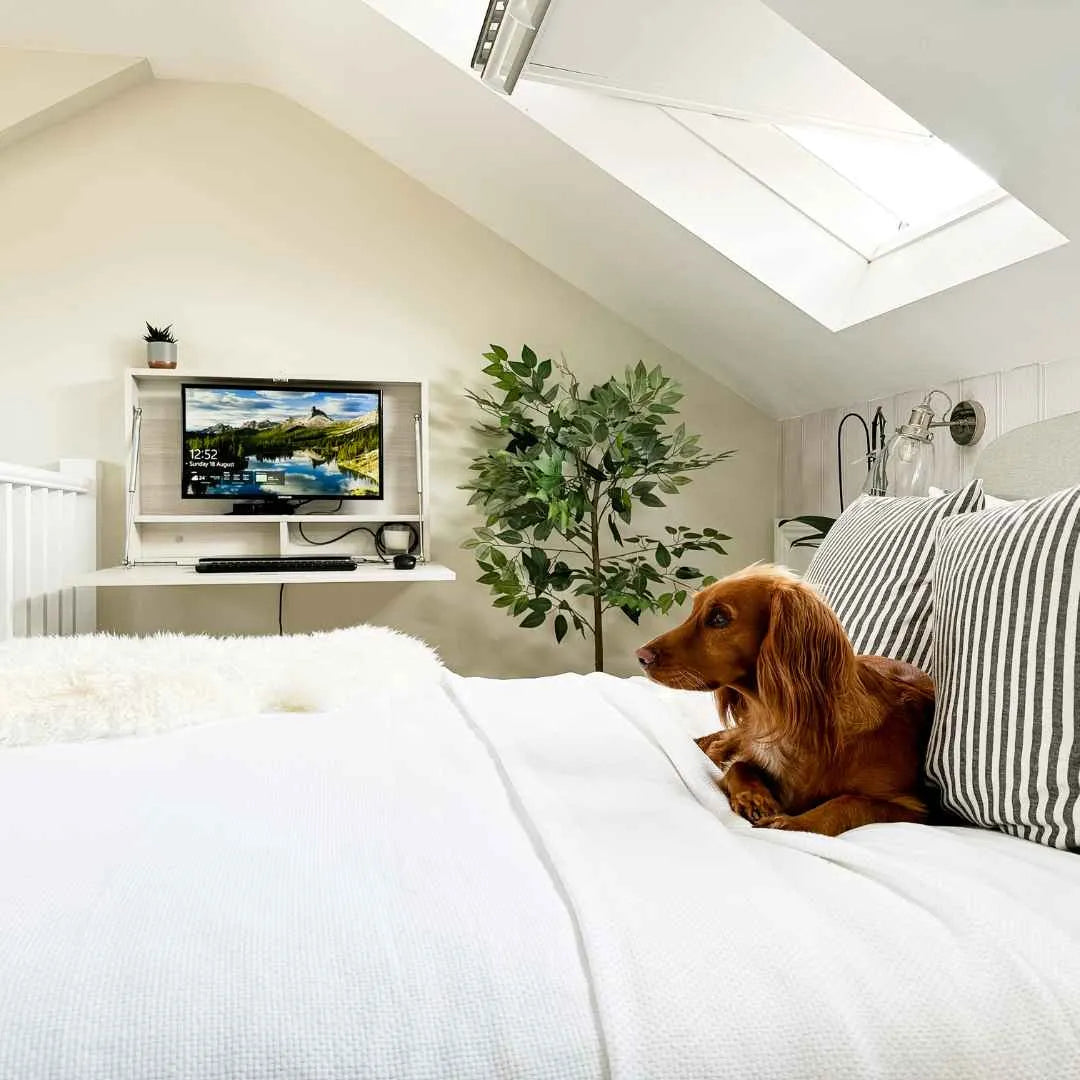 Open DropTop Single 34 Light in a loft bedroom with a dachshund lying on the bed.